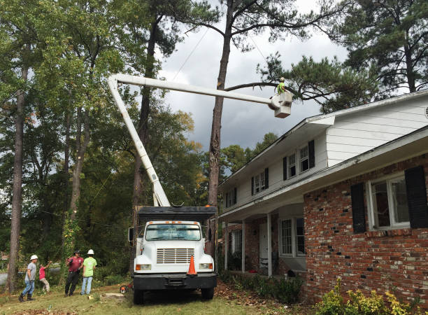 Trusted San Benito, TX Tree Removal Services Experts